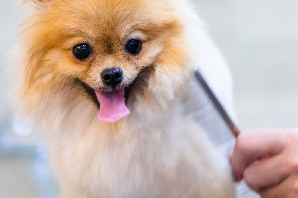 Gentle grooming at KLC Kennels