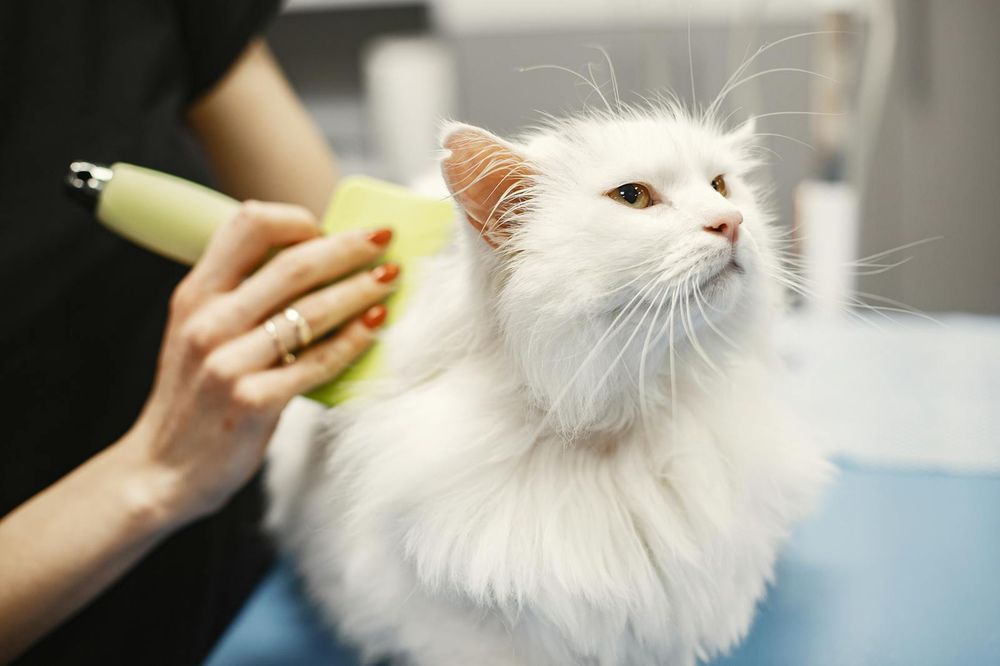 Gentle grooming for a long-haired cat