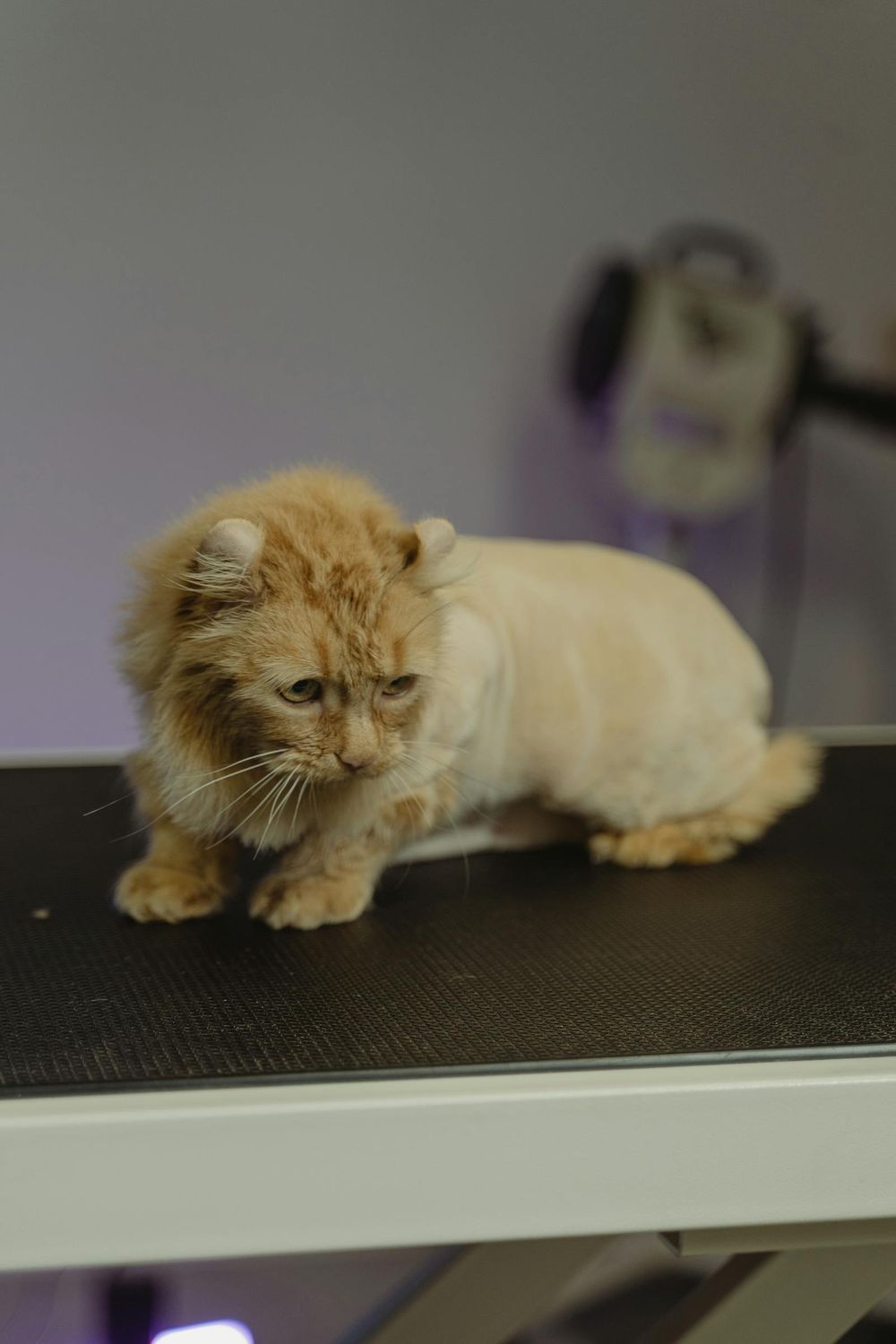Cat Grooming
