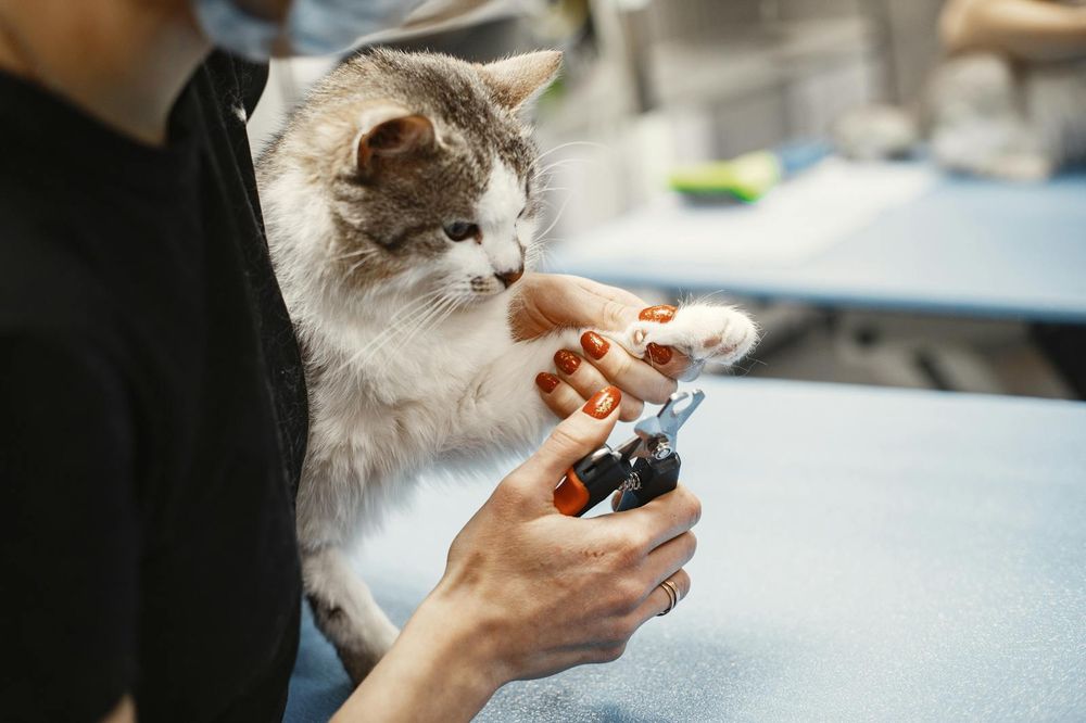 A calm cat nail trim