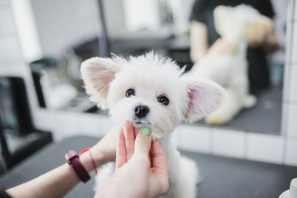 A tidy, clean muzzle