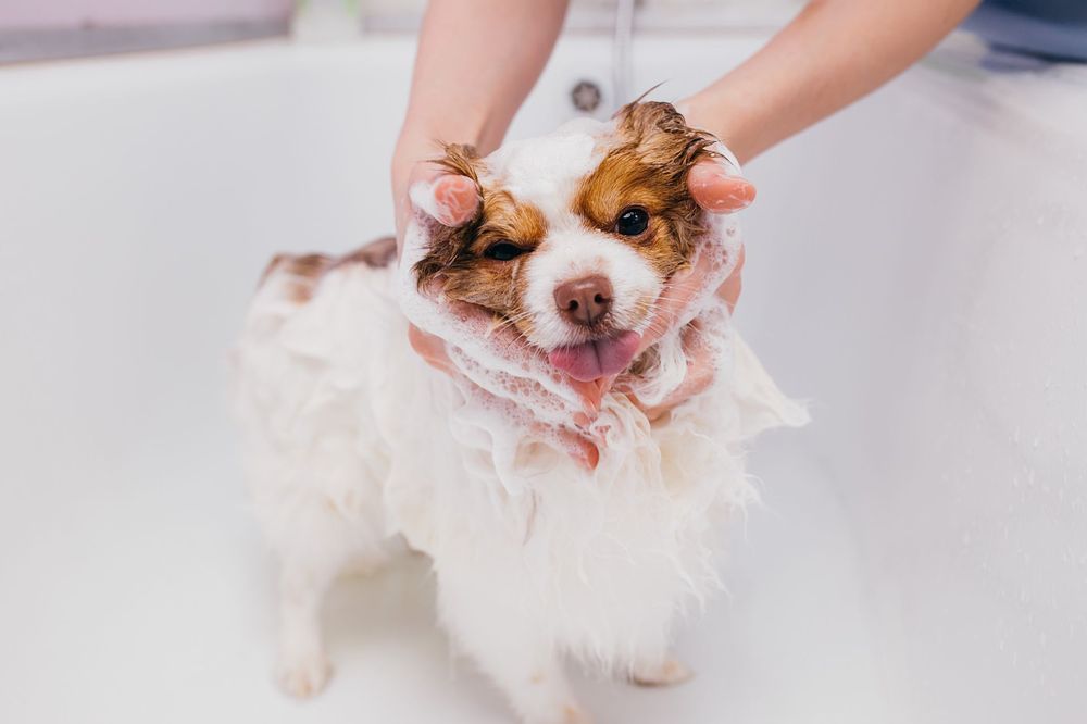 Walk-In Bath